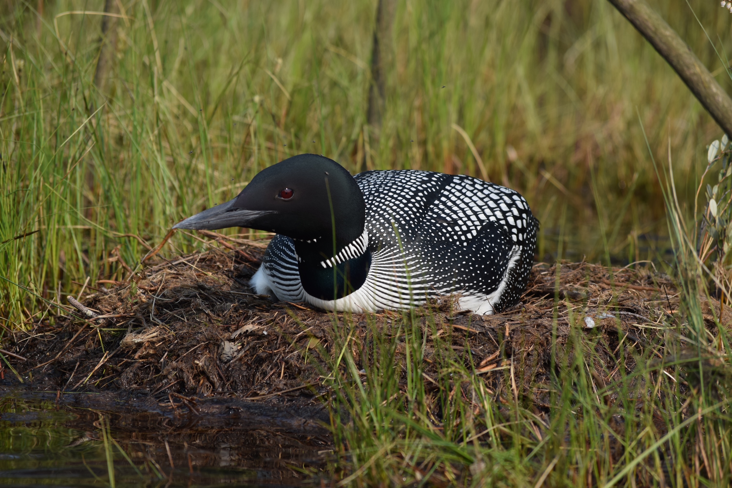 A common loon sitting on a nest among lakeside marsh grass